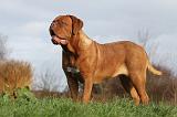 DOGUE DE BORDEAUX 202